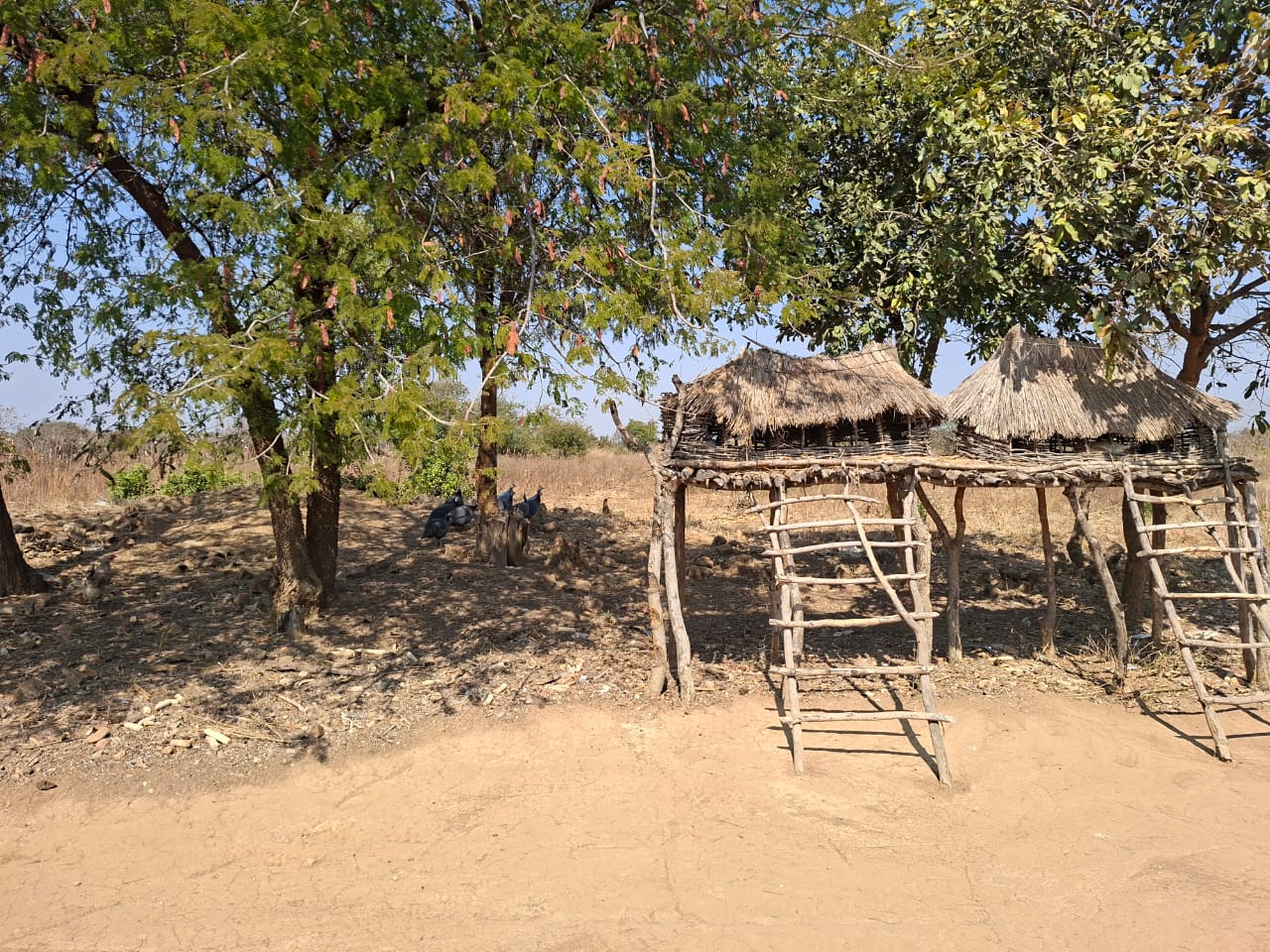 FOR SALE: SITUMBEKO FARM