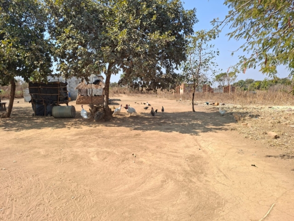 FOR SALE: SITUMBEKO FARM