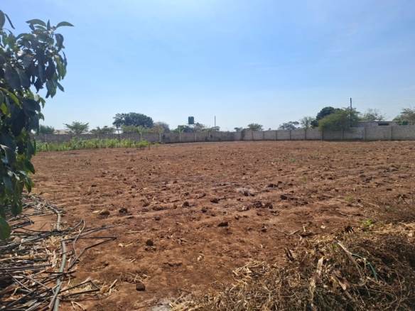 FOR SALE: MAKENI KONGA