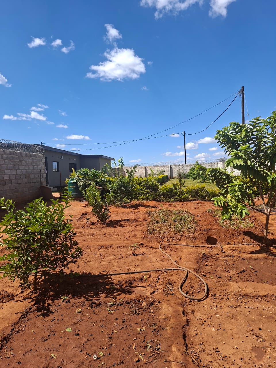 FOR SALE: MUNGULE
