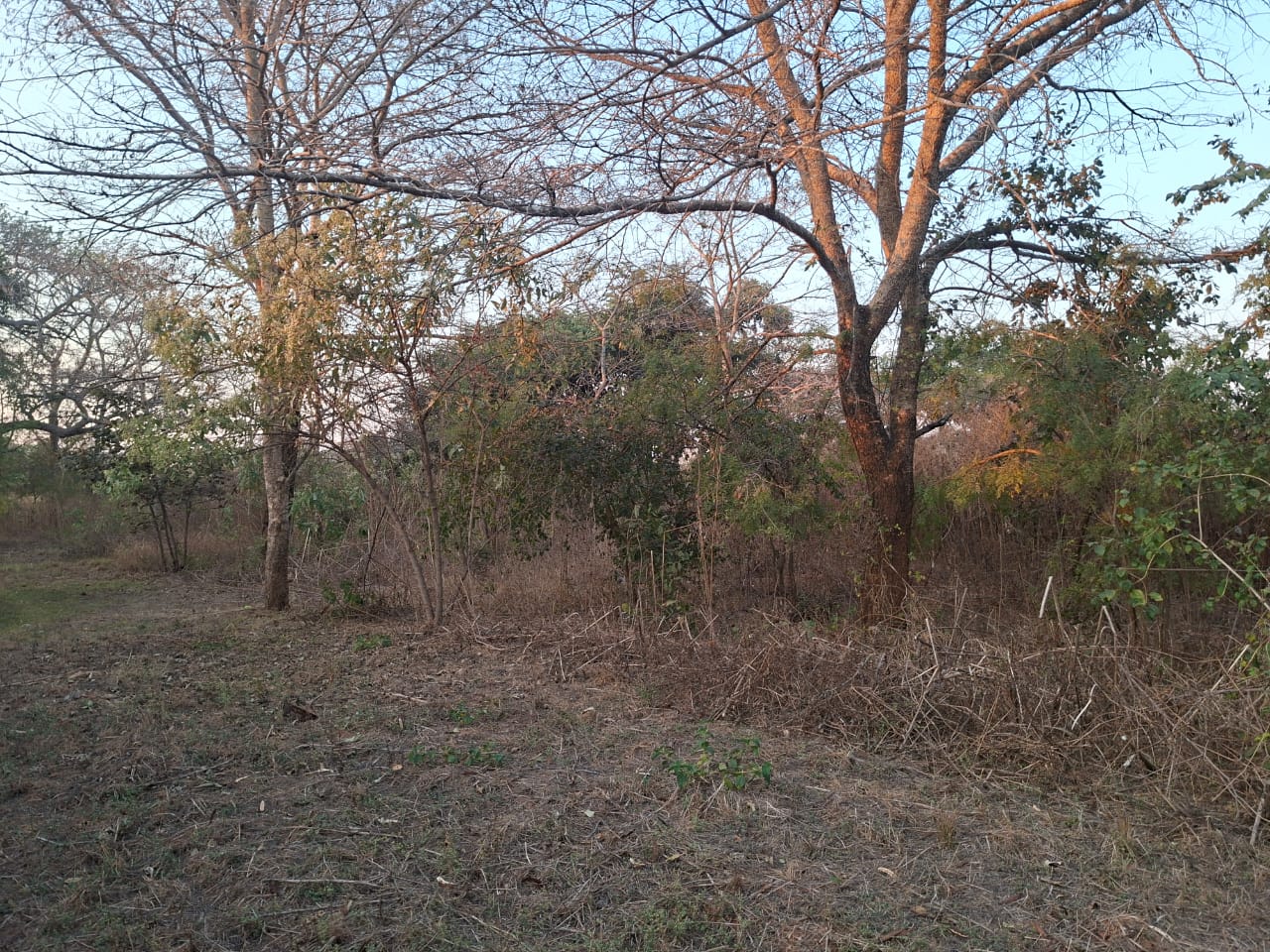 FOR SALE: NEW KASAMA (MUKAMUNYA)