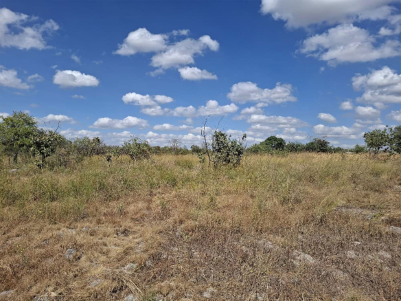 FOR SALE: CHILANGA (MAPEPE)