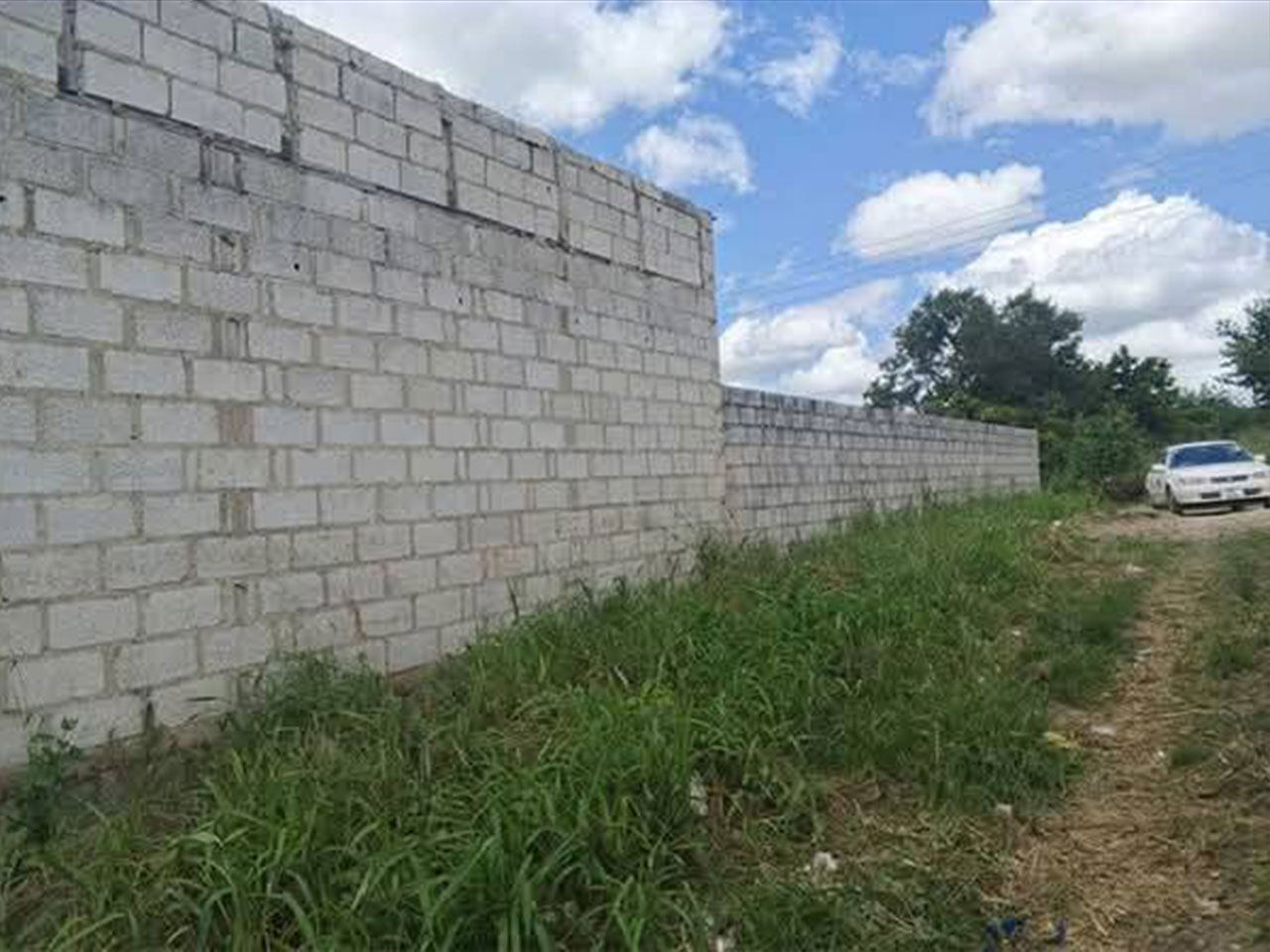 FOR SALE: CHONGWE