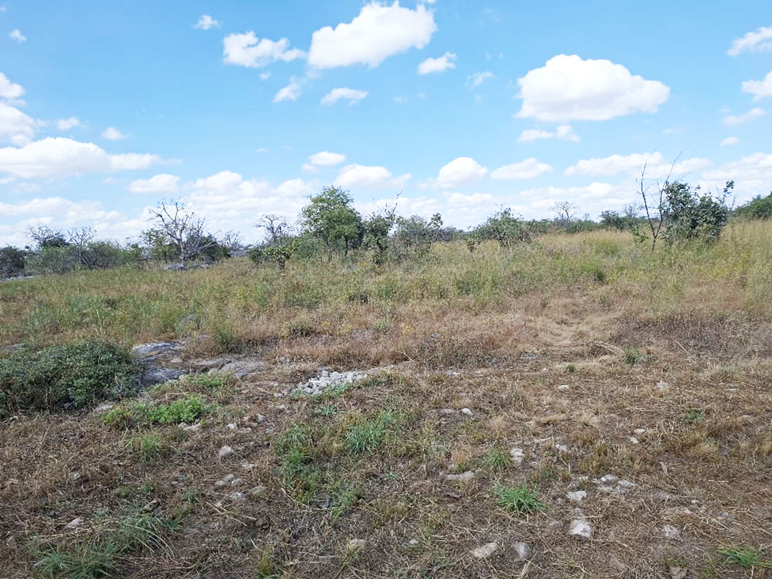 FOR SALE: CHILANGA (MAPEPE)