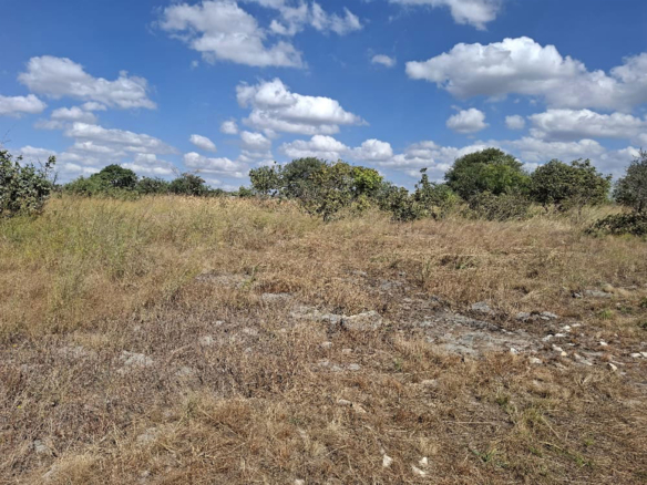 FOR SALE: CHILANGA (MAPEPE)