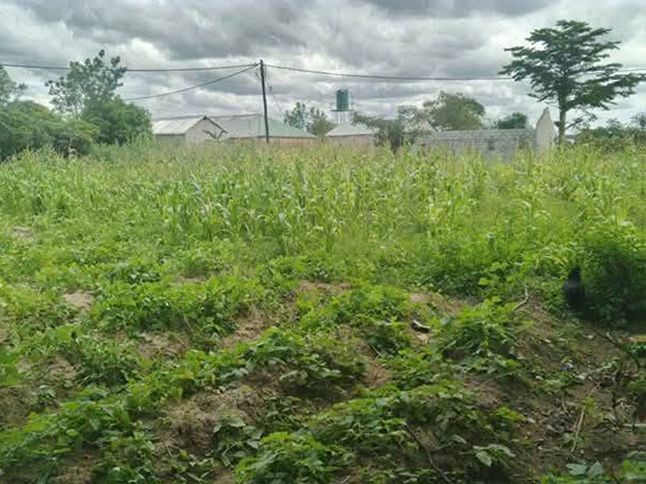 FOR SALE: CHONGWE