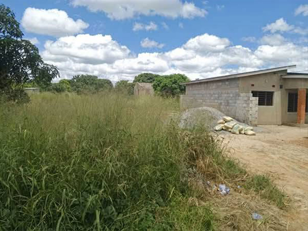 FOR SALE: CHONGWE