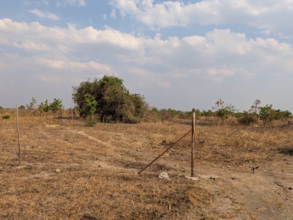 FOR SALE: SITUMBEKO