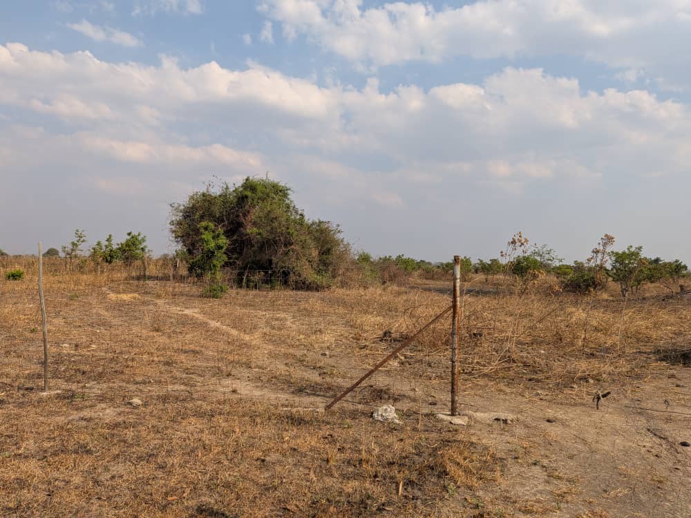 FOR SALE: SITUMBEKO