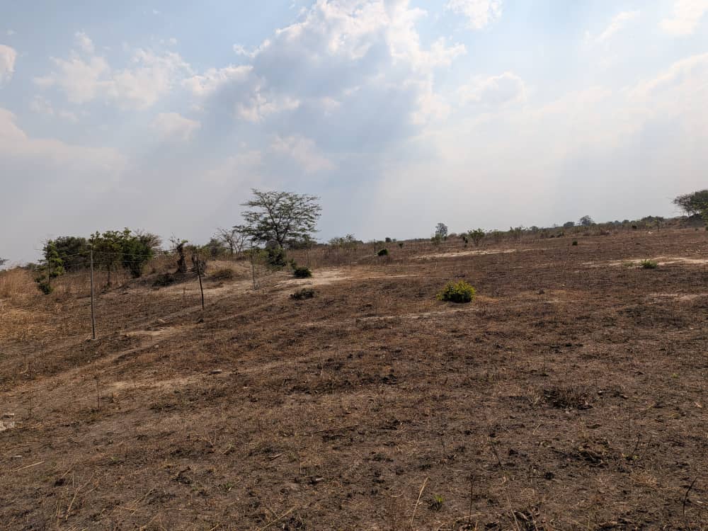 FOR SALE: SITUMBEKO