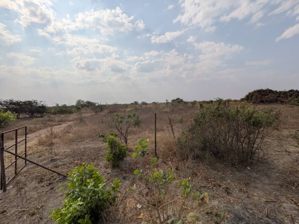 FOR SALE: SITUMBEKO