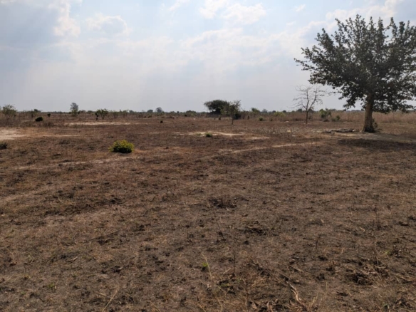 FOR SALE: SITUMBEKO