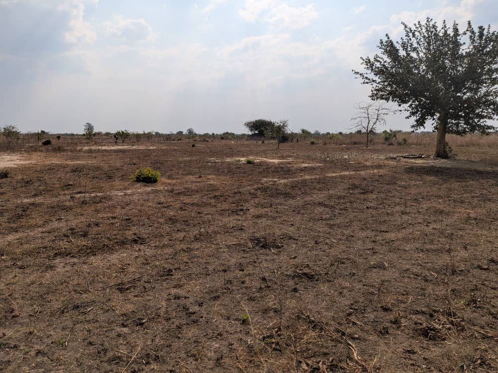 FOR SALE: SITUMBEKO