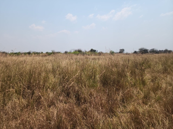 FOR SALE: CHIBOMBO