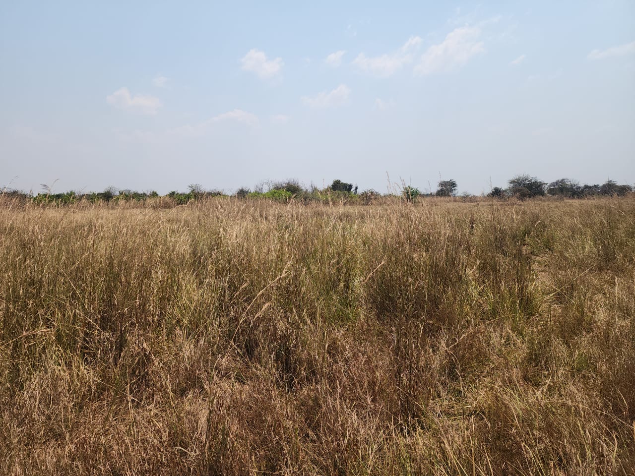 FOR SALE: CHIBOMBO