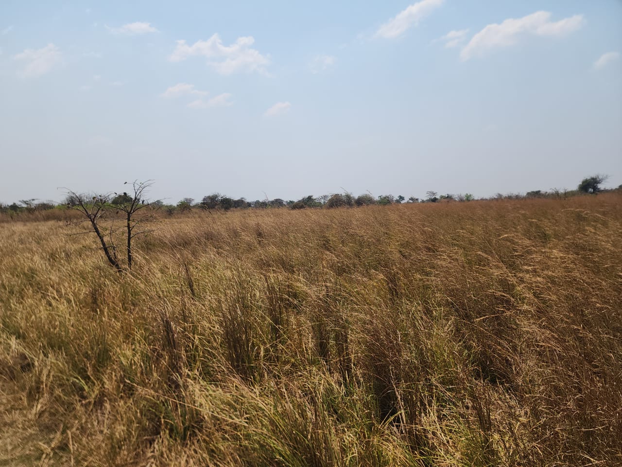 FOR SALE: CHIBOMBO