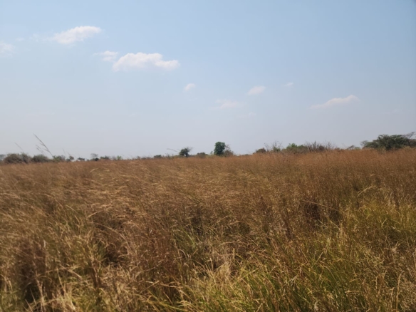 FOR SALE: CHIBOMBO