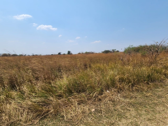 FOR SALE: CHIBOMBO