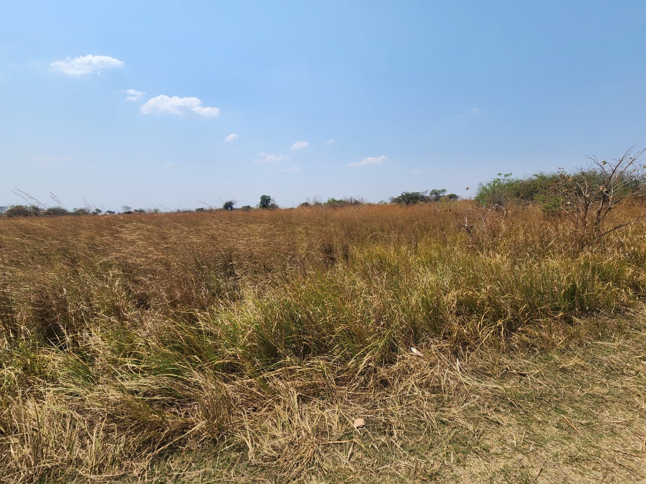 FOR SALE: CHIBOMBO