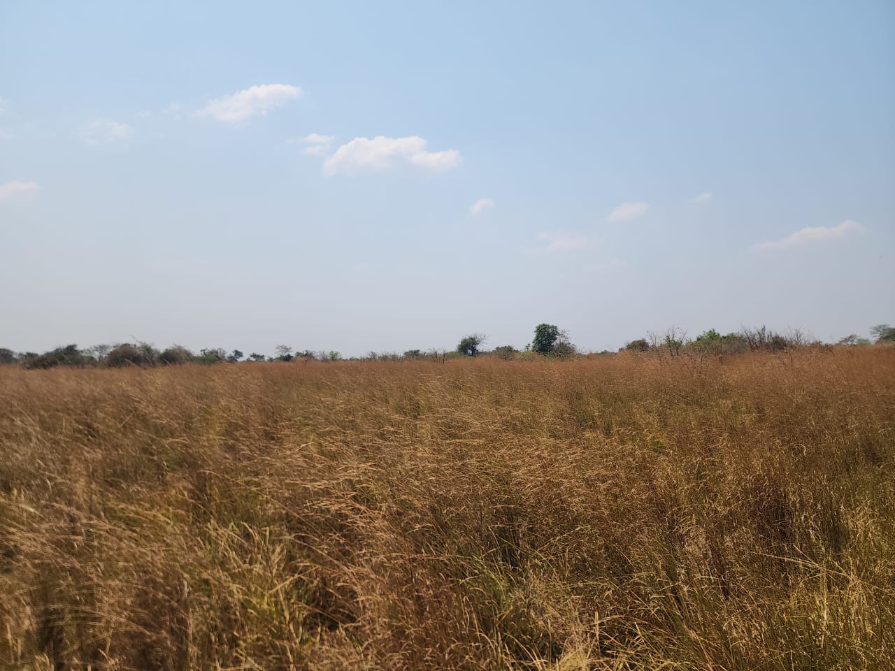 FOR SALE: CHIBOMBO