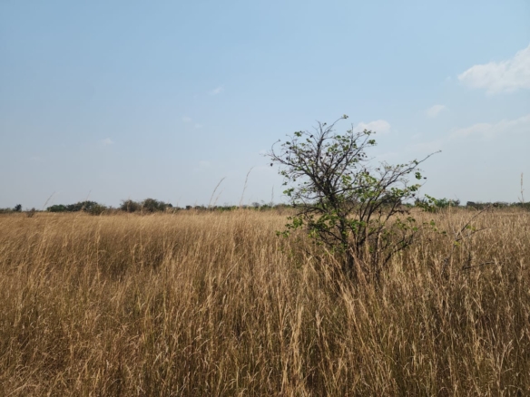 FOR SALE: CHIBOMBO