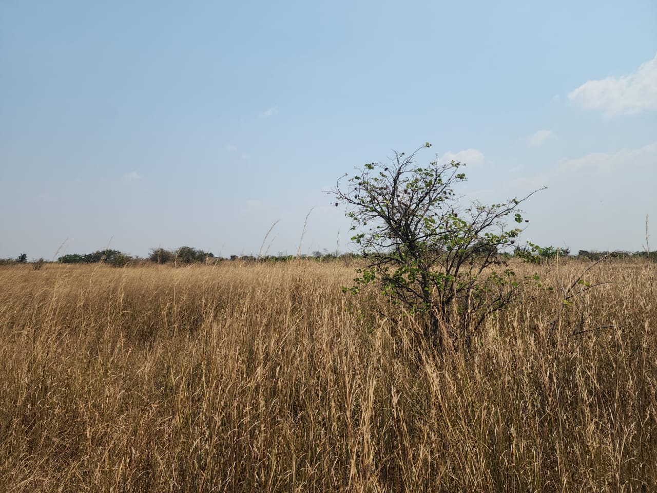 FOR SALE: CHIBOMBO