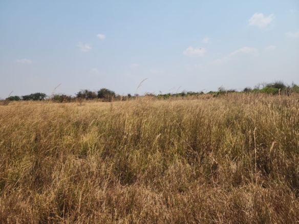 FOR SALE: CHIBOMBO