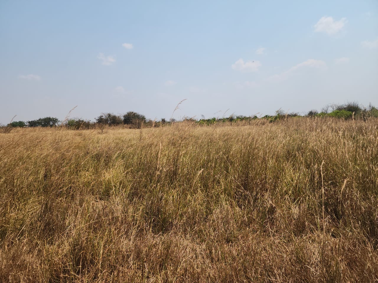 FOR SALE: CHIBOMBO