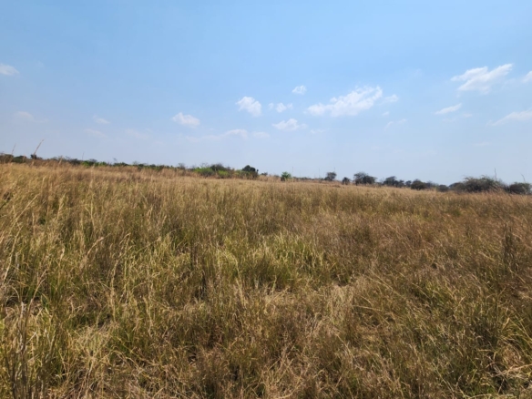 FOR SALE: CHIBOMBO