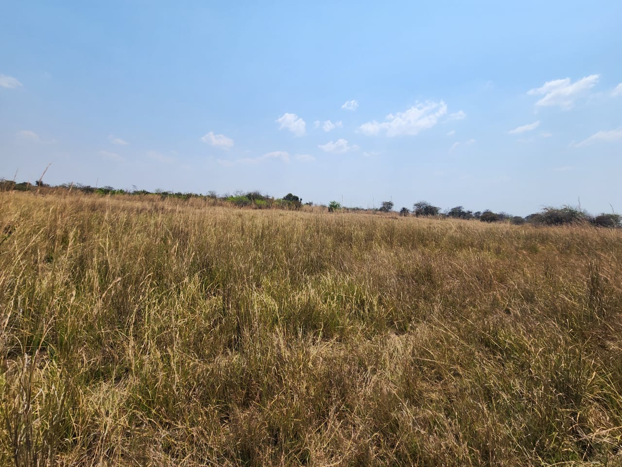 FOR SALE: CHIBOMBO